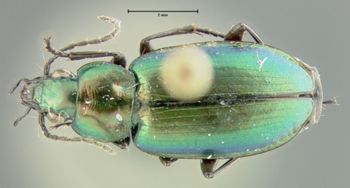 Media type: image;   Entomology 35413 Aspect: habitus dorsal view